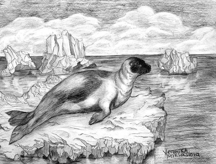 Sea_lion