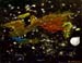 Kirill_Gritsenko._Space_1